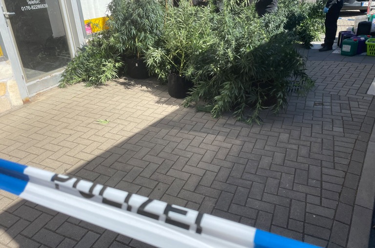 Zahlreiche Cannabis-Pflanzen und weitere Utensilien wurden beschlagnahmt