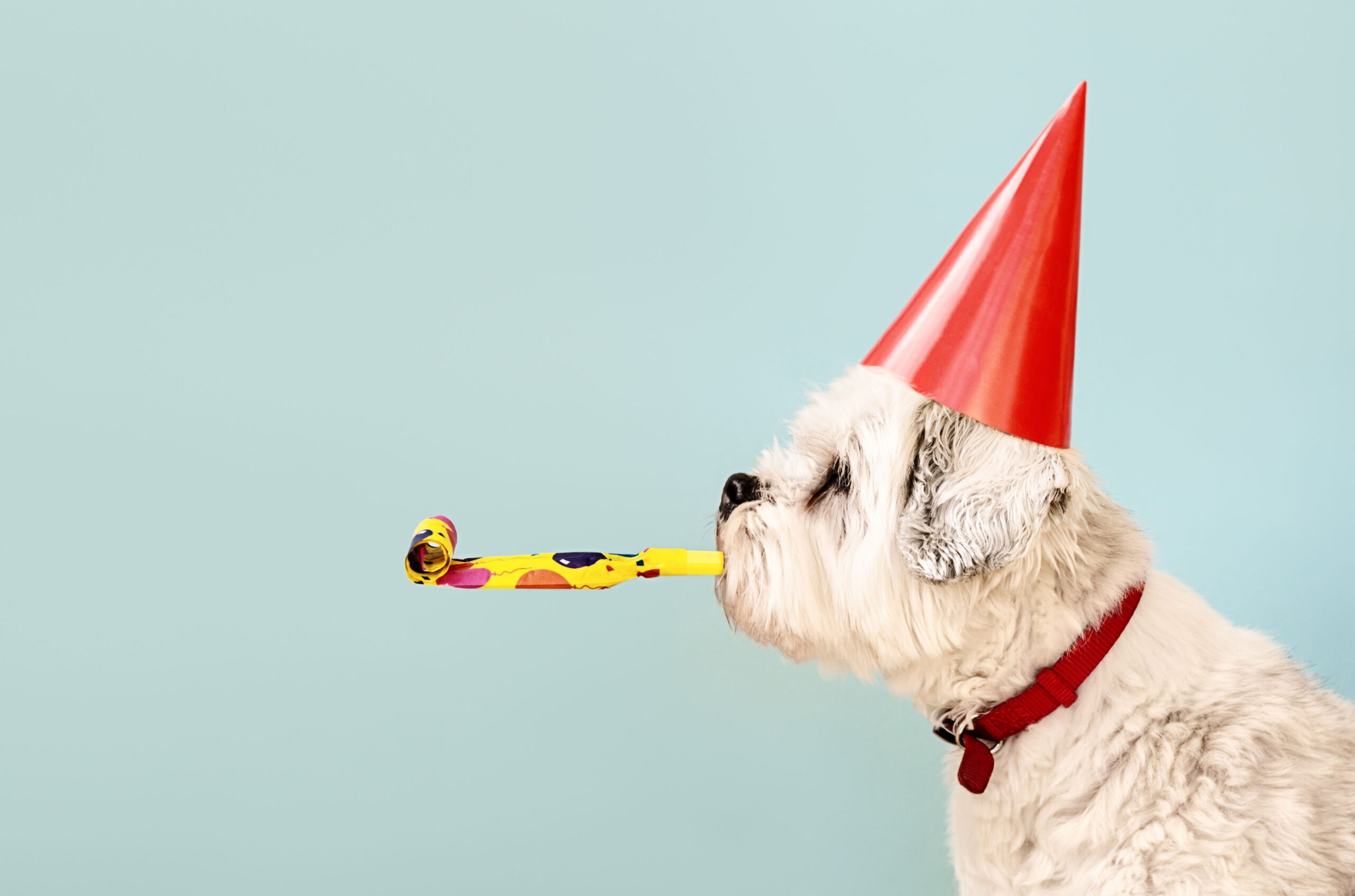 Feiernder Hund
