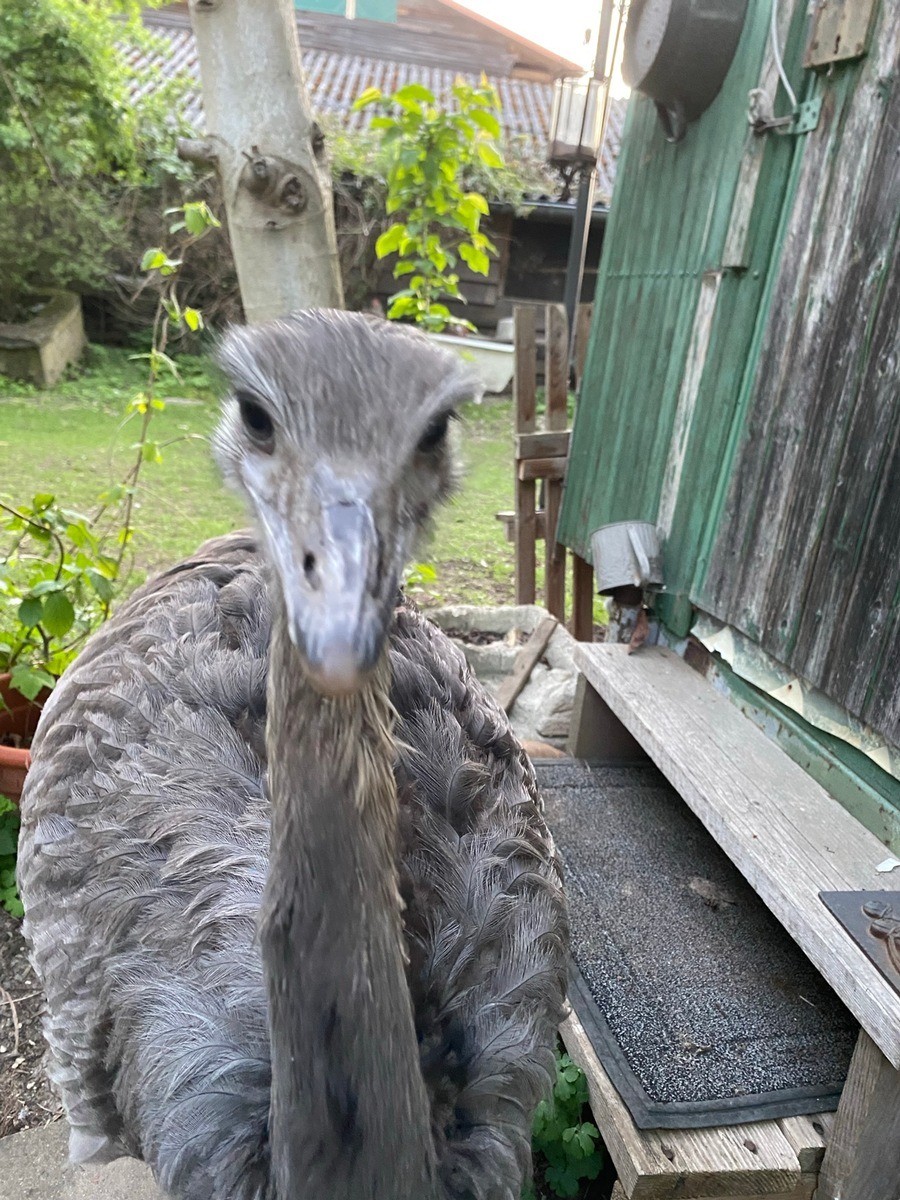 Nandu
