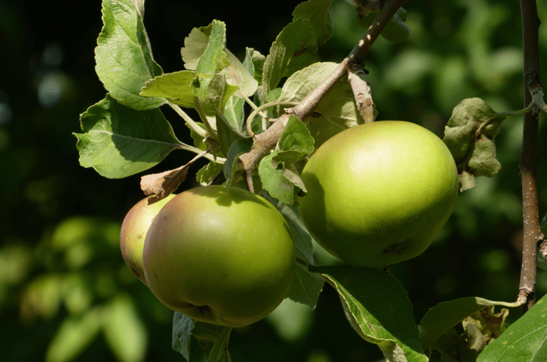 Grüner Apfel am Baum