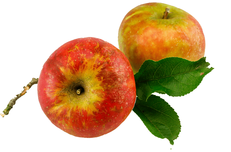 Freigestellter Holsteiner Cox Apfel