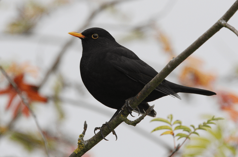 Die Amsel, Foto: Christoph Mohning