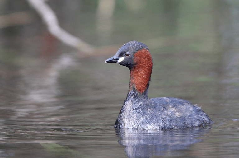 Der Zwergtaucher, Foto: Frank Derer